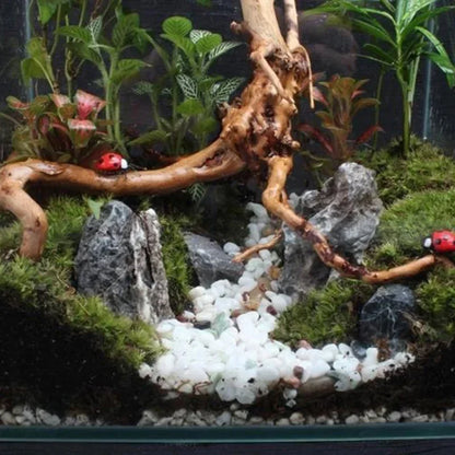 Natural Tree Trunk Driftwood Aquarium, Fish Tank  And Reptile Wood Decoration