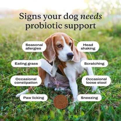 Probiotics Chew for Dogs 12 Weeks+, Support Gut Health, Occasional Diarrhea, Digestive Health & Seasonal Allergies - Beef Flavor